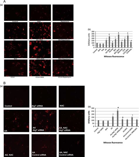 Inhibition Of Autophagy Promotes Aa Bso And Ccl Induced