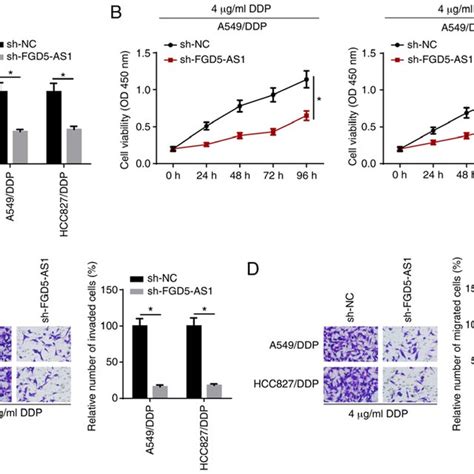 Fgd5 As1 Knockdown Decreases Ddp Resistance In Ddp Resistant Lad Cells