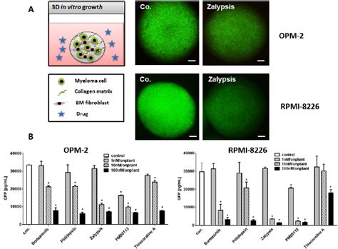 3D Multiple Myeloma Model A Human Multiple Myeloma Cell Lines Were