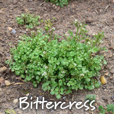 Turf Tips: Controlling Winter Weeds – Merrifield Garden Center