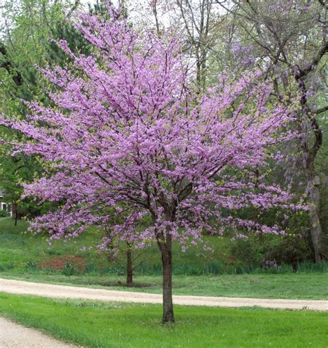 Eastern Redbud Tree - A breathtaking flowering native to North America ...