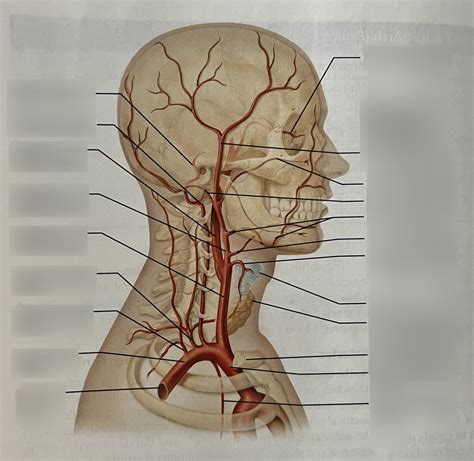 Arteries Of The Head Neck Brain Diagram Quizlet