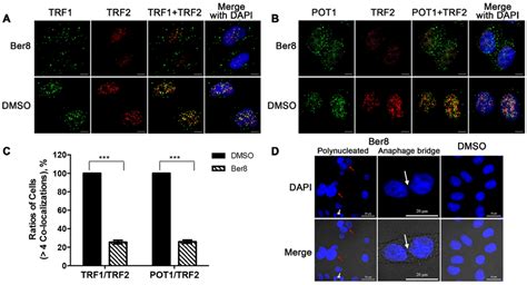 Dissociation Of Telomere Binding Proteins And Telomere Uncapping