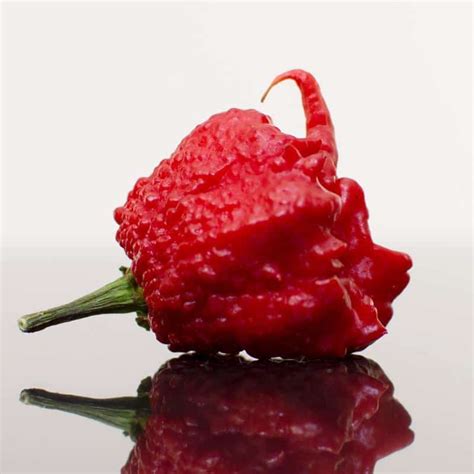 Carolina Reaper Worlds Hottest Pepper Uses Heat And Flavor Seeds