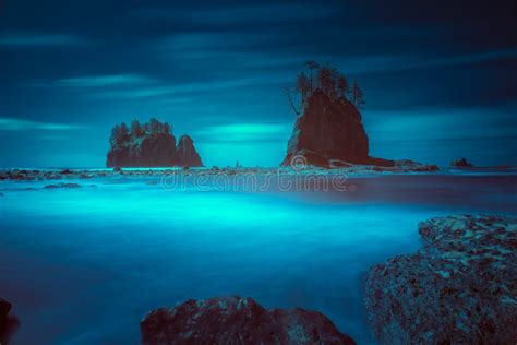 Beach Sea Stacks With Trees Stock Photo Image Of Stacks Washington