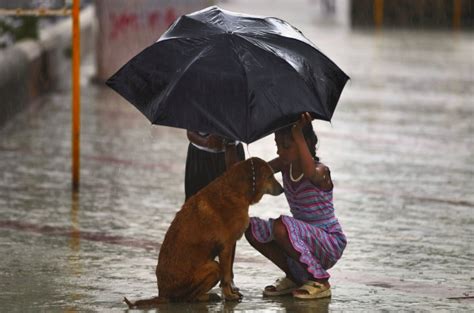 Goa Schools Have A New Course For School Kids Kindness Towards Animals