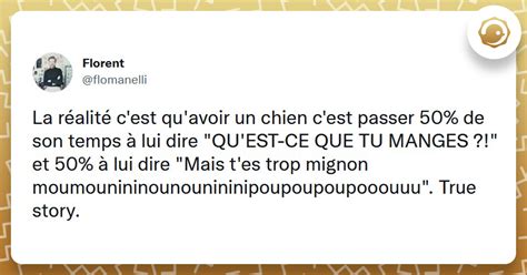 Top Des Meilleurs Tweets Sur Les Chiens Twog