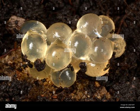 Close Up Of The Egg Cluster Of A Yellow Slug Limax Flavus Amongst