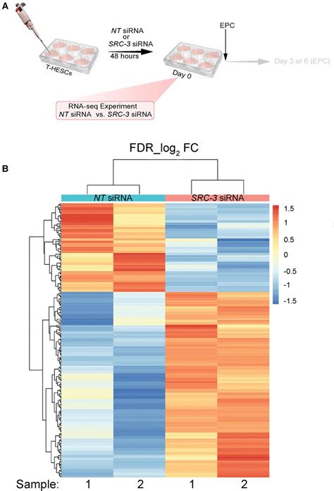 Frontiers Decidualization Of Human Endometrial Stromal Cells Requires