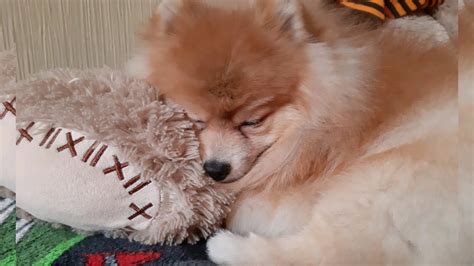 |КАК СПЯТ ШПИЦЫ😴|2 ЧАСТЬ|🐶ПОМЕРАНСКИЙ ШПИЦ🐶| - YouTube