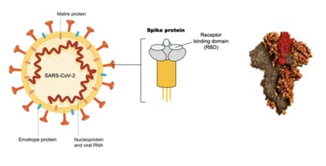 Vaccine Development And Sars Cov Vaccines Flashcards Quizlet