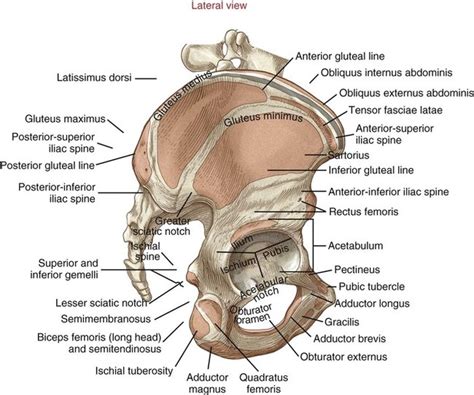 Structure And Function Of The Hip Musculoskeletal Key