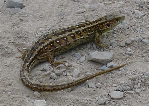 Zauneidechse trächtiges Weibchen NGID684340851 naturgucker de