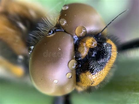 Dragonfly Eyes Close Up. Macro Photo. Soft Selective Focus Stock Image ...