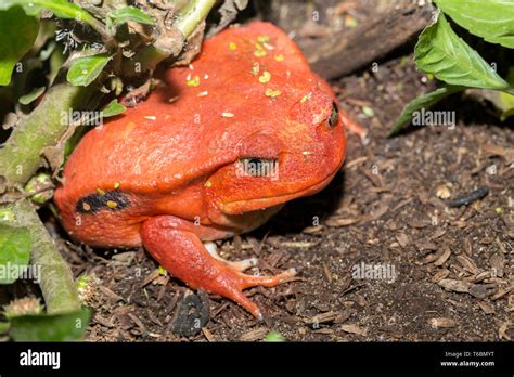 Big Red Tomato Frogs Dyscophus Antongilii Stock Photo Alamy