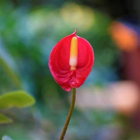 Anthurium Red Plant - Nestreeo.com