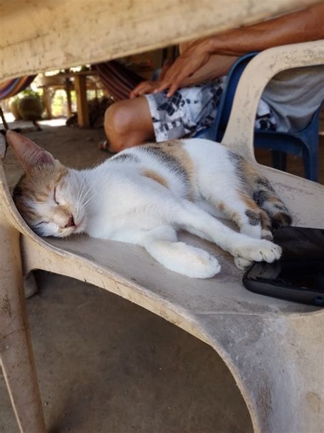 felis silvestris catus mammal  photo  pixabay pixabay