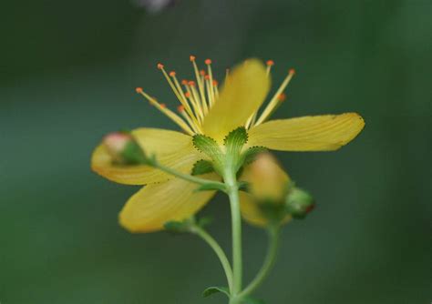 Hypericum Pulchrum