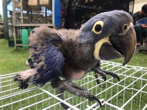 Hyacinth Macaw Parrots Adult Archives Home To The African Grey Parrots