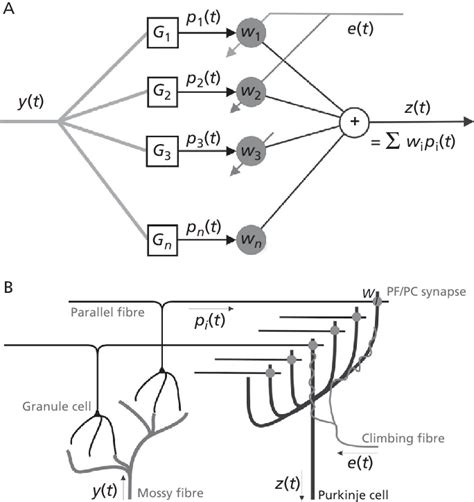 A Adaptive Filter Model Of Cerebellar Microcircuit The Filter S