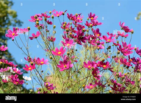 Magenta flowers hi-res stock photography and images - Alamy