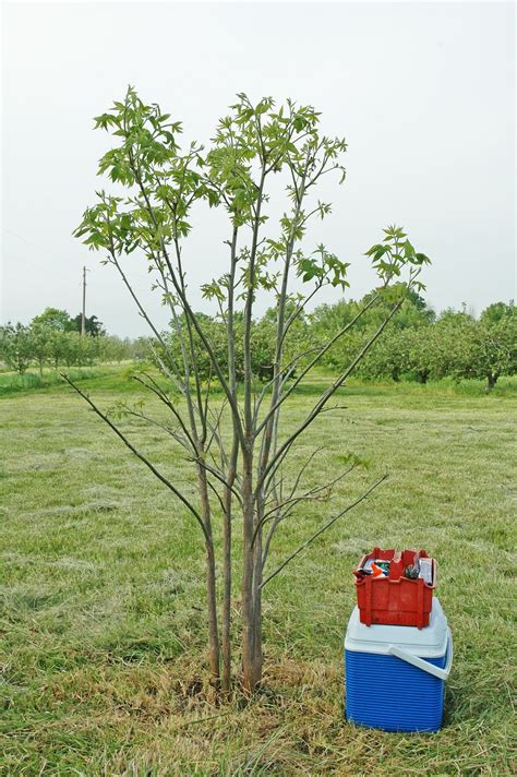 Northern Pecans: Grafting a pasture pecan tree