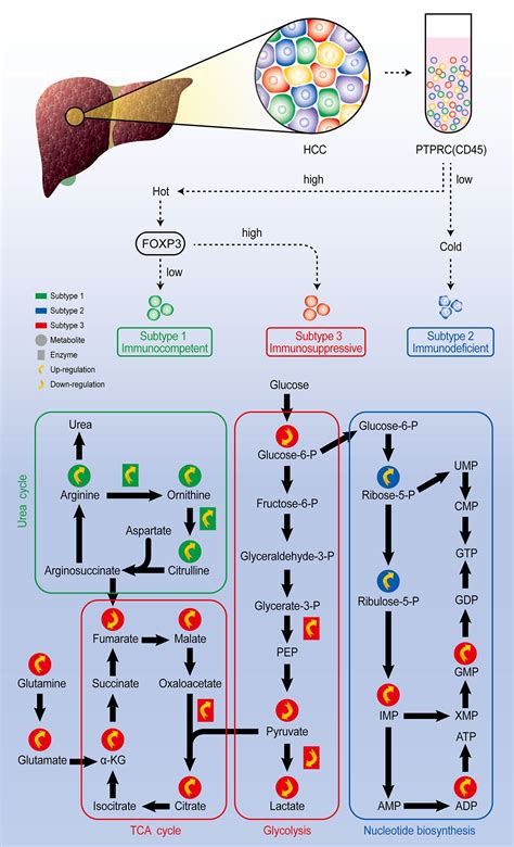 Frontiers The Development Of Single Cell Metabolism And Its Role In