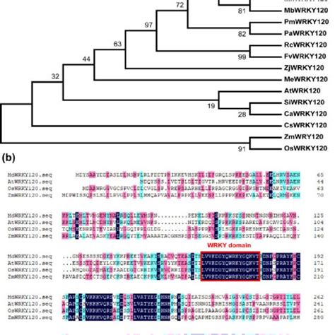 Phylogenetic Alignment Of Mdwrky Homologous Proteins A The