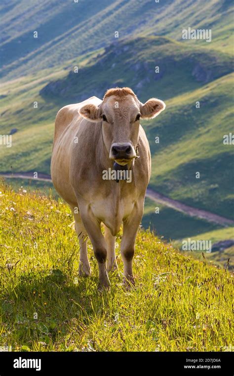 Portrait Of Brown Cow Wearing Cow Bell Standing Outdoors Stock Photo