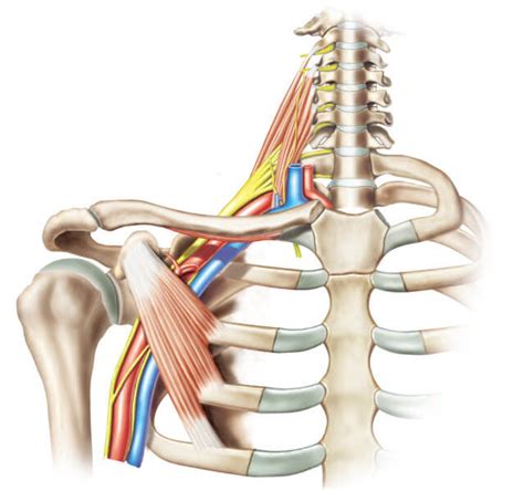 Plexo Braquial Medicine Student Muscle Anatomy Nerve Anatomy Porn Sex