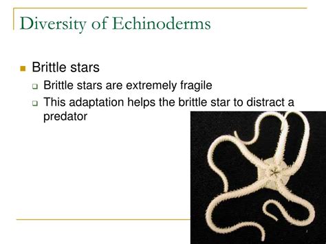 Ppt Echinoderms Powerpoint Presentation Free Download Id 5701010