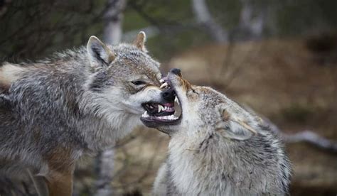 Experts: Manitoba Wolves Attacking Dogs as Deer Population Declines ...