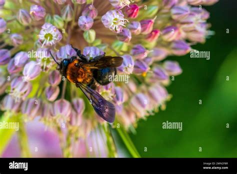Andrena Thoracica Cliff Mining Bee Stock Photo Alamy