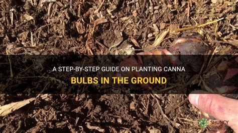 A Step-By-Step Guide On Planting Canna Bulbs In The Ground | ShunCy