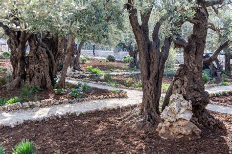 Гефсиманский сад (Израиль, Jerusalem)