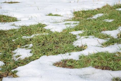 5 Tips To Revive Your Lawn After Winter Srs Construction