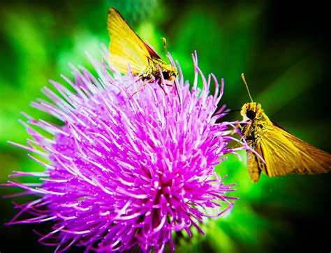 Sweet Nectar Photograph By Mark Mcdaniel Pixels