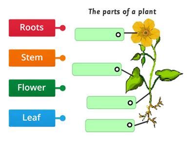 Parts Of A Plant Recursos Did Cticos