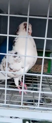 Palomos De ROBO Barcelona Paloma De Trabajo En Puro Celo Pigeon