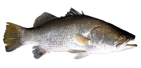 Detail Fish Png Transparent Koleksi Nomer 27