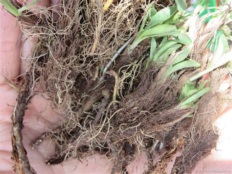 Нард, масло эфирное, Nardostachys Jatamansi, 5 мл, Индия – заказать на ...