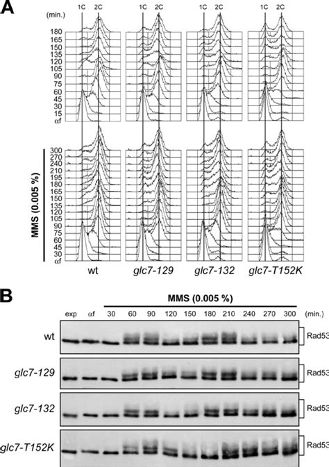 Glc7 Is Not Involved In The Recovery From MMS Induced DNA Damage