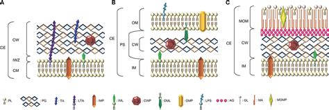 Frontiers Cell Wall Hydrolases In Bacteria Insight On The Diversity