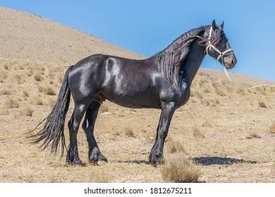 Black Friesian Horse Long Mane Stock Photo 1812675196 | Shutterstock