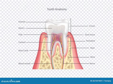 Tooth Anatomy Healthy Teeth Structure Dental Medical Vector