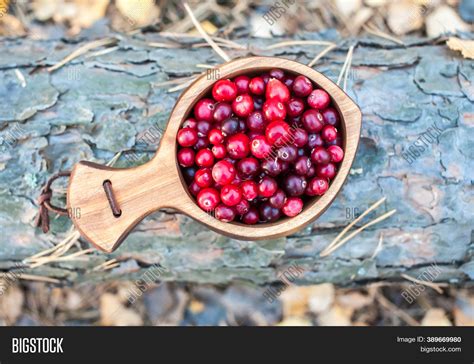 Fresh Red Cranberries Image And Photo Free Trial Bigstock