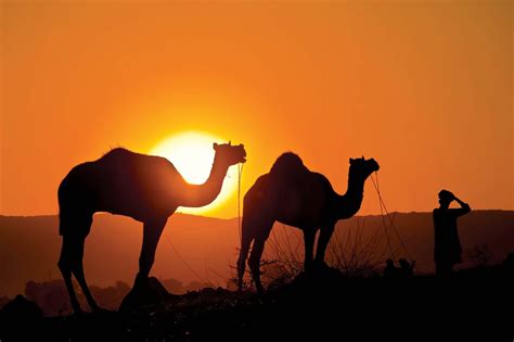 Is a male camel called a bull Is a male camel called a bull | Glassview ...