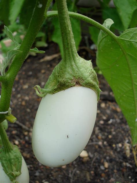 Eggplant Growing Tips