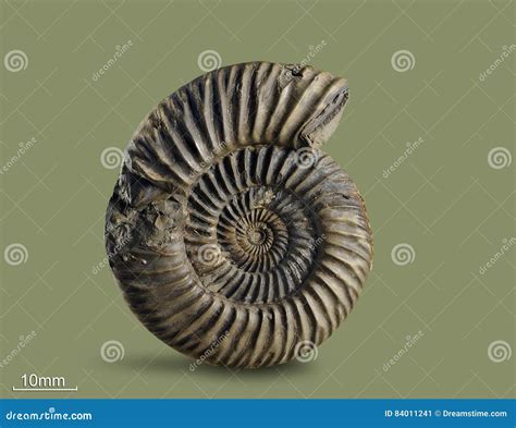 Ammonite Fossil Mollusk Stock Image Image Of Part 84011241