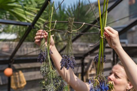 Plantleven Verzorging En Tips Over Kamerplanten Stekken En Tuinieren